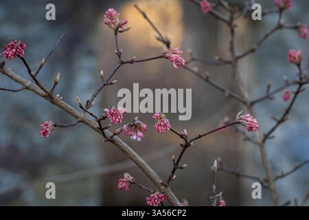 Arrowwood Dawn (Viburnum Bodnantense) in fiore. Boccioli di fiori di legno di freccia. Sfondo invernale con palla di neve. All'inizio della primavera. Foto Stock