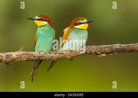 Coppia europea di api (Merops apiaster) adulti in piuma riproduttiva appollaiata su un piccolo ramo guardando in direzioni opposte Foto Stock