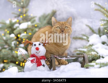 gatto rosso Foto Stock