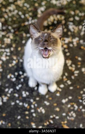 Siamese Foto Stock