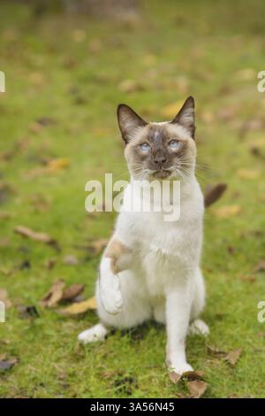Siamese Foto Stock