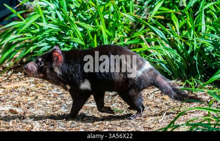 L'immagine ravvicinata del diavolo della Tasmania (Sarcophilus harrisii). Oggi si trova in natura solo nello stato insulare della Tasmania. Foto Stock