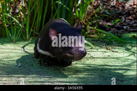 L'immagine ravvicinata del diavolo della Tasmania (Sarcophilus harrisii). Oggi si trova in natura solo nello stato insulare della Tasmania. Foto Stock