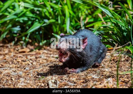 L'immagine ravvicinata del diavolo della Tasmania (Sarcophilus harrisii). Oggi si trova in natura solo nello stato insulare della Tasmania. Foto Stock