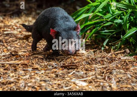 L'immagine ravvicinata del diavolo della Tasmania (Sarcophilus harrisii). Oggi si trova in natura solo nello stato insulare della Tasmania. Foto Stock