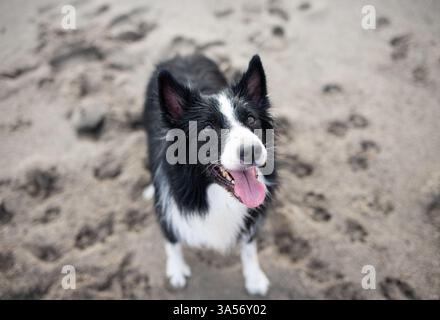 Bel Border collie, vista dall'alto Foto Stock