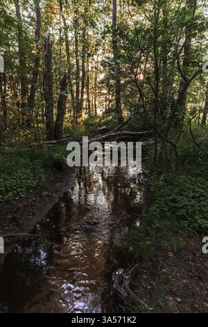 Una tranquilla foresta caratterizzata da un piccolo ruscello circondato da una fitta vegetazione, con la luce del sole che scorre attraverso gli alberi. L'ambiente pittoresco evoca Foto Stock
