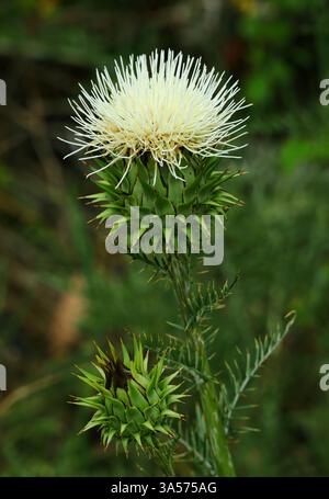 Un raro fiore bianco che porta Cardoon - Cynara cardunculus, noto anche come carciofo cardo, che cresce selvatico vicino a Lisbona, Portogallo. Foto Stock