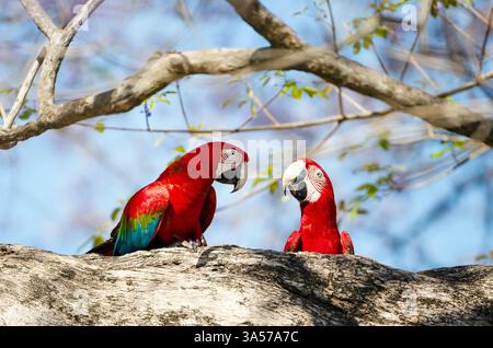 Pappagalli rossi e verdi arroccati su un ramo d'albero, Pantanal, Brasile. Foto Stock