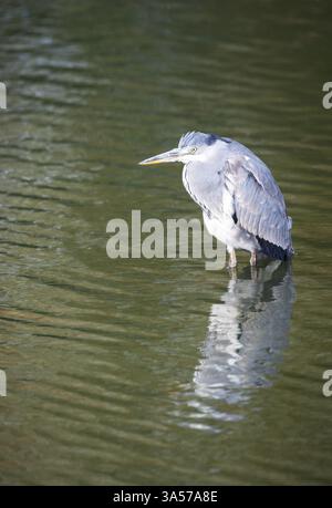 Aironi grigi che pescano in uno stagno, Regno Unito Foto Stock