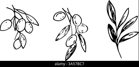 Tre illustrazioni di rami d'ulivo con olive disegnate a mano. La prima mostra un ammasso di olive, la seconda presenta un ramo con più olive Illustrazione Vettoriale