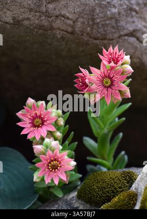 Sempervivum arachnoideum succulento in fiore con fiori rosa tra le rocce in un primo piano del giardino Foto Stock