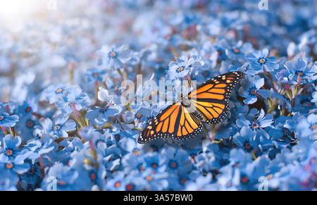 Farfalla monarca seduta su un primo piano di fiori blu Foto Stock