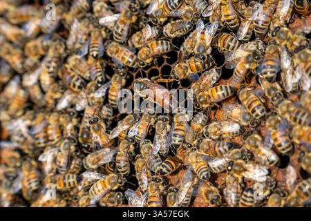 Ape regina circondata da api operaie su un favo all'interno di un alveare, che mostra la vita delle colonie e l'impollinazione in un apiario sostenibile. Foto Stock