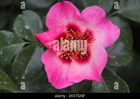 Una rosa selvatica chiamata Pace e amore coltivata nel famoso Jardin des Plantes, Parigi Foto Stock