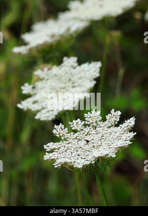 Daucus carota - carota selvatica, carota selvatica europea, nido d'uccello, pizzo vescovile, pianta di stuzzicadenti o pizzo della regina Anna. Piena fioritura. Messa a fuoco selettiva. Foto Stock