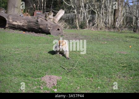 Una scimmia sta camminando sull'erba in un campo. La scimmia sta guardando la telecamera. L'erba è verde e il campo è aperto Foto Stock