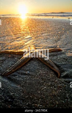 Isola di Palms, Stati Uniti. 18 marzo 2025. Una stella di zucchero rimasta bloccata sulla spiaggia, brilla all'alba del 18 marzo 2025 a Isle of Palms, Carolina del Sud. Crediti: Richard Ellis/Richard Ellis/Alamy Live News Foto Stock