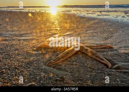 Isola di Palms, Stati Uniti. 18 marzo 2025. Una stella di zucchero rimasta bloccata sulla spiaggia, brilla all'alba del 18 marzo 2025 a Isle of Palms, Carolina del Sud. Crediti: Richard Ellis/Richard Ellis/Alamy Live News Foto Stock