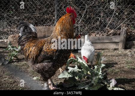 Polli e gallo nell'Aia Foto Stock