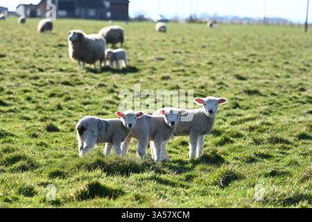 bellissime foto di animali nuovi agnelli primaverili Foto Stock