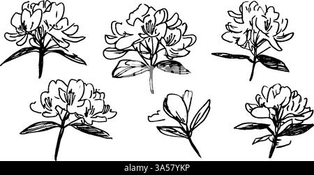 Una collezione di sei bozzetti di fiori disegnati a mano, che mostrano angolazioni e dettagli diversi delle fioriture e delle foglie. Illustrazione Vettoriale
