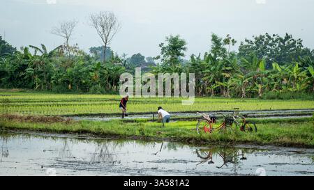 Agricoltori giavanesi che coltivano risaie in indonesia Foto Stock