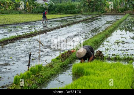 Agricoltori giavanesi che coltivano risaie in indonesia Foto Stock