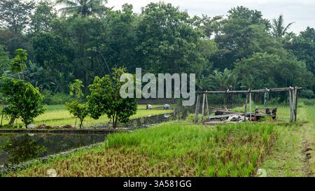 Agricoltori giavanesi che coltivano risaie in un lussureggiante paesaggio tropicale Foto Stock
