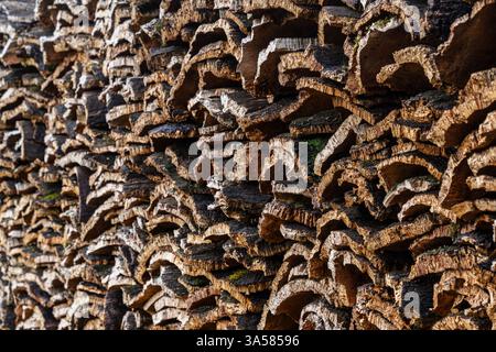 Sughero raccolto, foreste di querce da sughero vicino a Taida, Rift Mountains, Marocco, Nord Africa Foto Stock