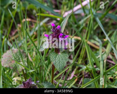 Ortica morta viola, Lamium purpureum, in fiore Foto Stock
