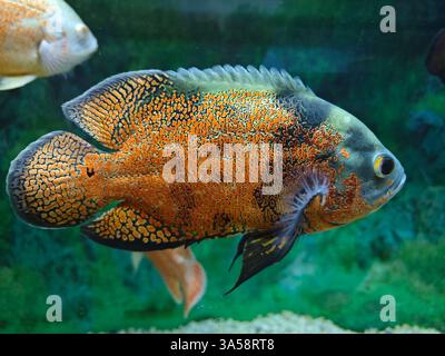 Un colorato pesce Astronotus ocellatus che nuota nell'acquario Foto Stock