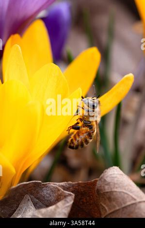 Ape miele con polline sui petali di un croco giallo Foto Stock
