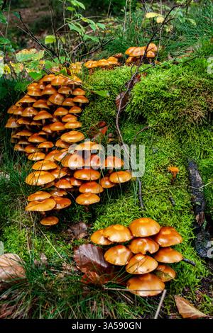 Gruppo di funghi. Fotografato nelle Ardenne, Belgio. Foto Stock