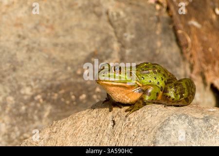 La rana di Levante (Pelophylax bedriagae), precedentemente appartenente al genere Rana, è una specie di rana dell'Europa meridionale. Sono di colore da verde a marrone con macchie scure sul lato dorsale. Vivono la maggior parte del tempo in acqua. Non sono velenosi e sono piuttosto grandi, specialmente le femmine. Fotografato in Israele. Foto Stock
