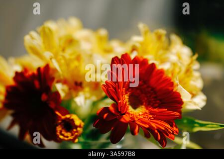 Gigli dorati e gerbali cremisi brillano in un vaso di vetro, incorniciati da bokeh da sogno e da lussureggianti sussurri di smeraldo. 🌸📸 Foto Stock