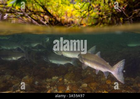Salmone rosa in un piccolo ruscello nella Columbia Britannica, Canada. Foto Stock