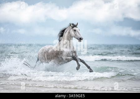 Pura Raza Española Foto Stock
