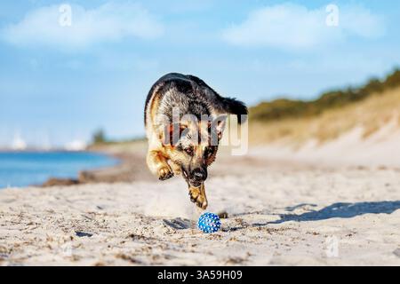 Pastore tedesco Foto Stock