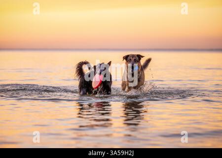 Cani Foto Stock