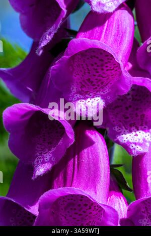 Macro colorato, immagine dettagliata di un gruppo di Vivid Purple Foxglove Flowers (digitalis purpurea) da una sezione di un Spike. Foto Stock