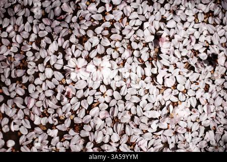 Fiori di ciliegio caduti che creano un delicato tappeto nei giardini petrin di praga a marzo Foto Stock