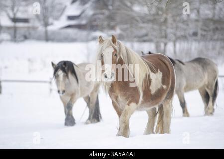 Irish Tinker nella neve Foto Stock