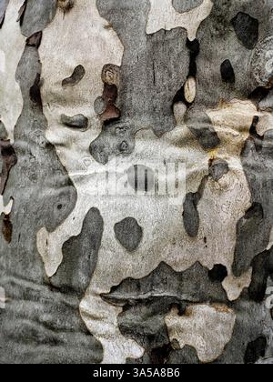 Gli intricati strati di corteccia mostrano una varietà di colori e texture su un tronco di albero, mostrando l'arte della natura sotto la luce del giorno in un'atmosfera serena Foto Stock