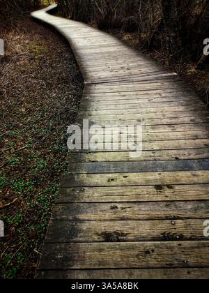 Un tortuoso sentiero in legno conduce attraverso una tranquilla foresta, circondata da fogliame secco e un pizzico di verde, invitante esplorazione in un pomeriggio di sole. Foto Stock