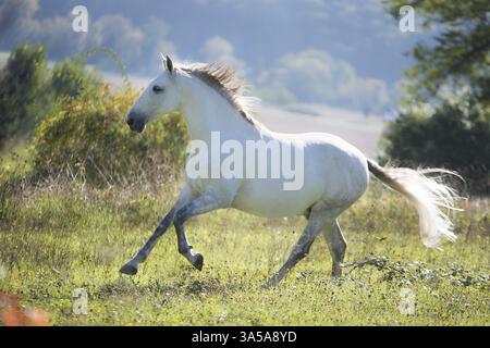 Al galoppo Pura Raza Española Foto Stock