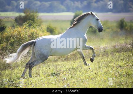 Al galoppo Pura Raza Española Foto Stock