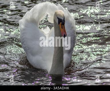 Swan su una macchina fotografica che guarda al lago con le sue ali aperte a forma di cuore e la luce scintillante dell'acqua Foto Stock