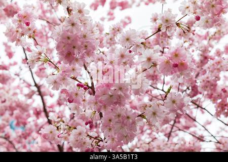 Aldgate Square, Londra, Regno Unito. 22 marzo 2025. Splendidi alberi di ciliegio in fiore ad Aldgate Square, situato nella City di Londra, il quartiere finanziario della capitale. Gli alberi sono in piena fioritura per pochi giorni all'anno. Crediti: Stuart Robertson/Alamy Live News. Foto Stock