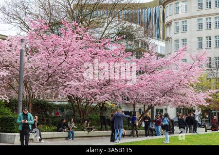 Aldgate Square, Londra, Regno Unito. 22 marzo 2025. Persone che amano gli splendidi alberi di ciliegio in fiore in Aldgate Square, situata nella City di Londra, il quartiere finanziario della capitale. Gli alberi sono in piena fioritura per pochi giorni all'anno. Crediti: Stuart Robertson/Alamy Live News. Foto Stock